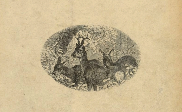 Illustration tirée de La Chasse du chevreuil - Comte de Chabot (1879) - Firmin-Didot (Paris) - BnF (Gallica) (6)